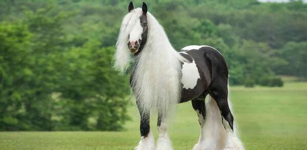 عکس خوشگل ترین گاو جهان