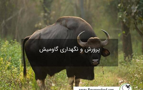 عکس گاومیش ماده