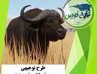 عکس گاومیش ماده