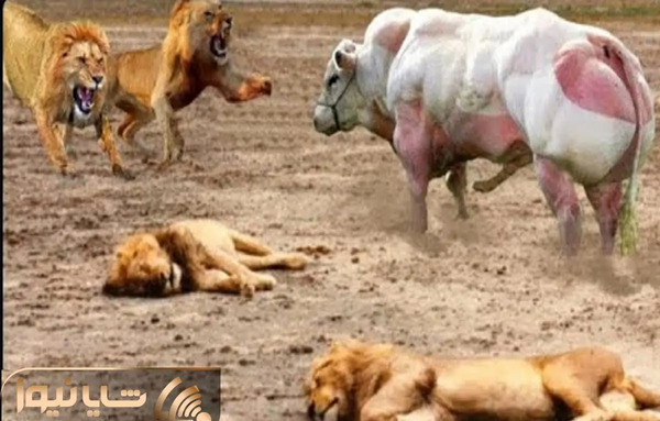 عکس گاومیش ماده