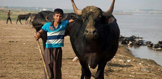 عکس گاومیش خوزستان