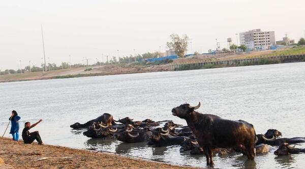 عکس گاومیش خوزستان