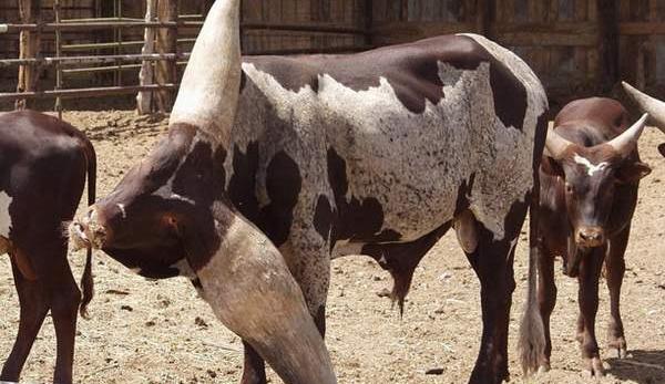 عکس های جدید گاو
