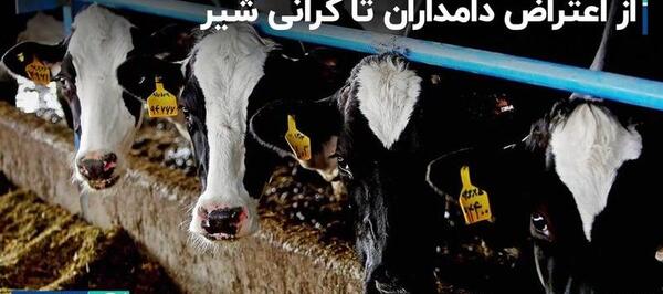 عکس جاناتان گاو سلمان