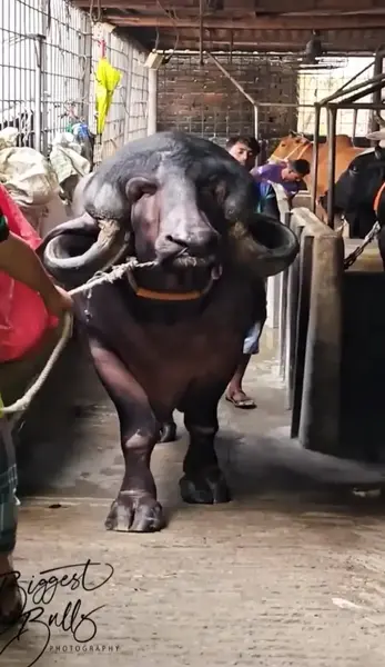 عکس گاومیش بزرگ