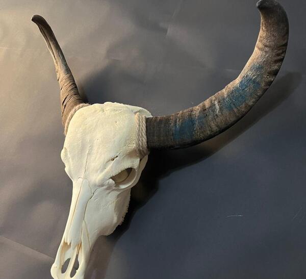 عکس گاومیش بزرگ