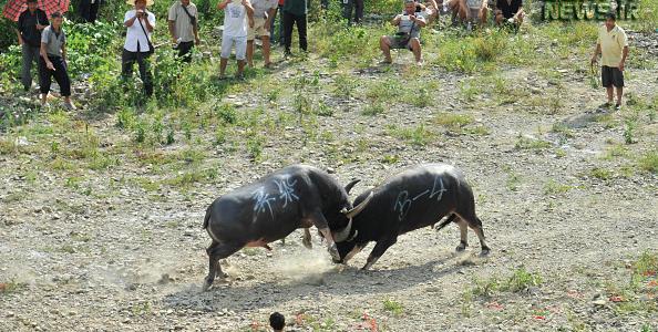 عکس جنگ گاو