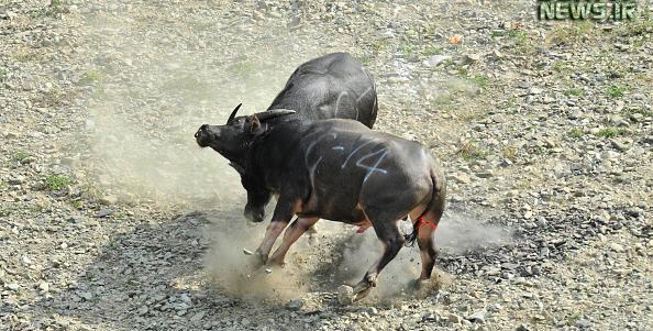 عکس جنگ گاو