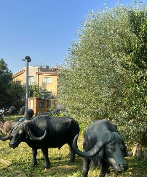 عکس گاومیش کارتونی