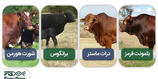 عکس گاو نر هلندی
