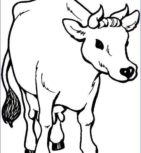 عکس گاو نقاشی شده