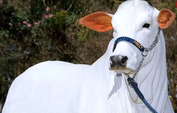 پیراهن عکس گاو