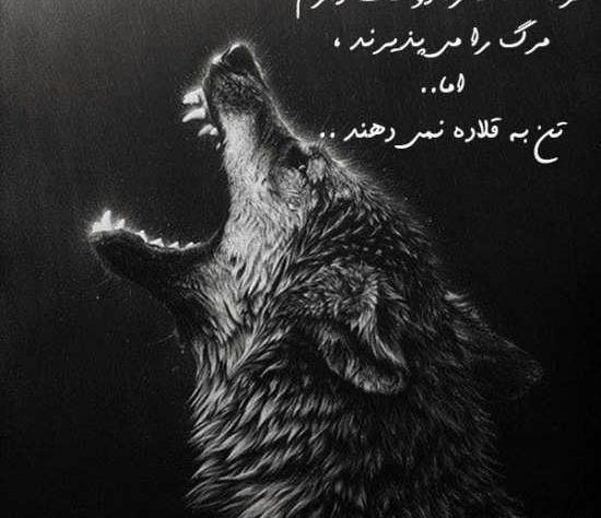 عکس پروفایل گاو وحشی