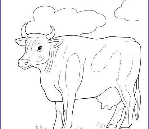 عکس گاو برای نقاشی کودکان