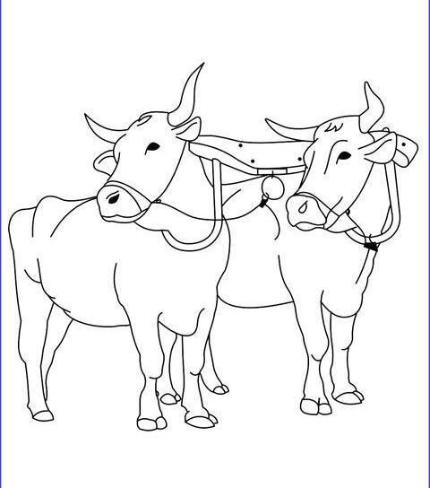عکس گاو برای نقاشی کشیدن
