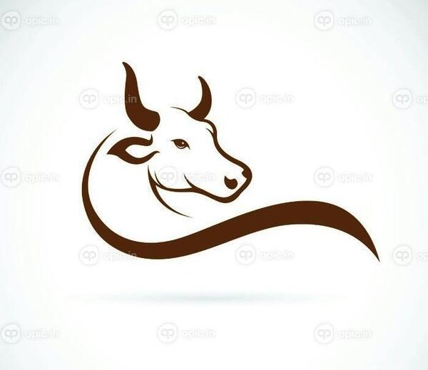 عکس صورت گاو برای نقاشی