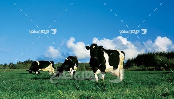 عکس گاو قرمز برای پروفایل
