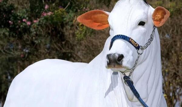 عکس گاو شیری اسرائیلی