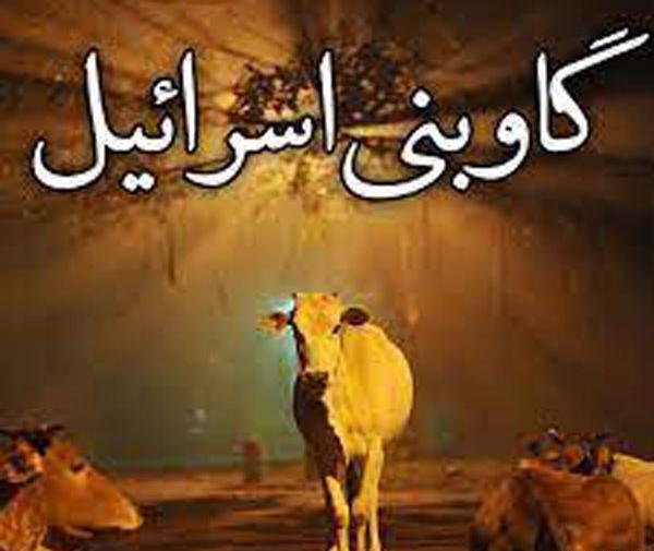 عکس گاو نژاد اسرائیلی