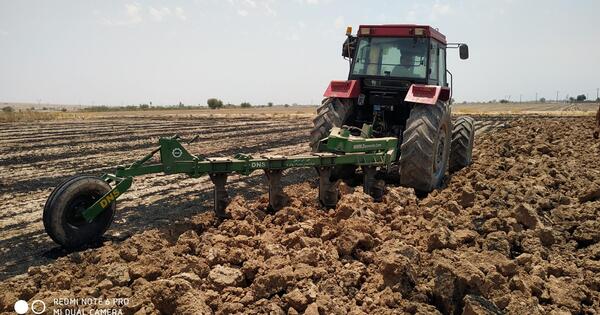 عکس های گاو آهن
