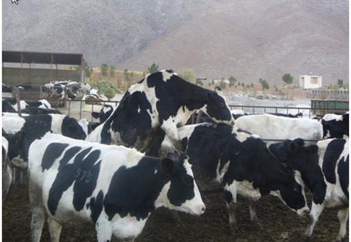 عکس صورت گاو از نزدیک