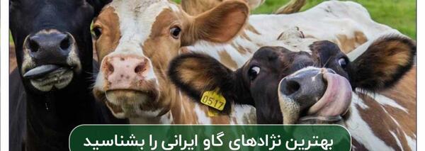 عکس صورت گاو از نزدیک