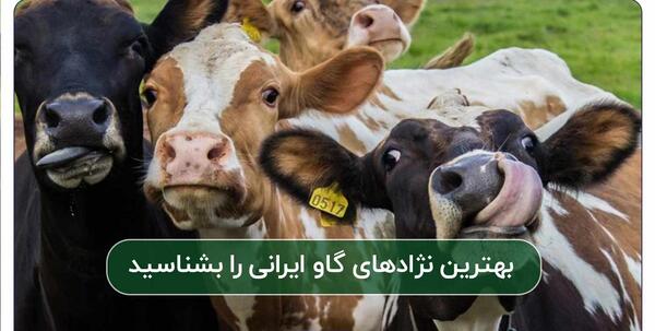 عکس بزرگترین گاو ایرانی