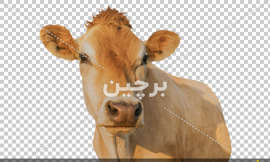 عکس حیوانات اهلی گاو