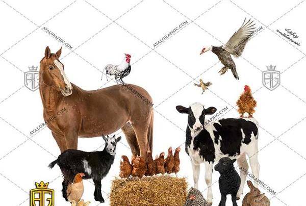 عکس حیوانات اهلی گاو