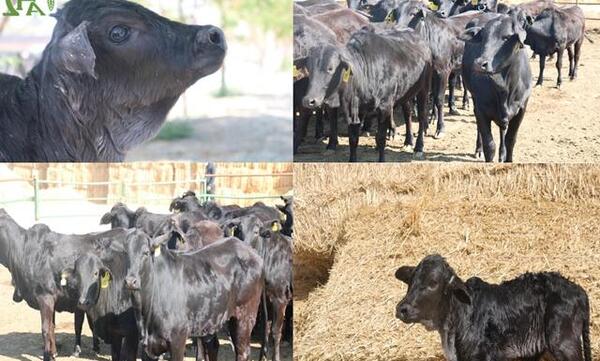 عکس گاوداری فکا اصفهان