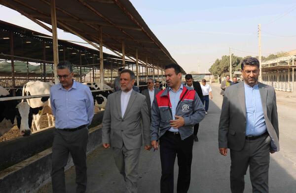 عکس گاوداری فکا اصفهان