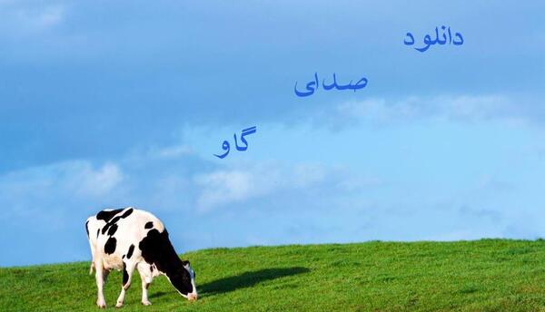 دانلود عکس گاو هلندی