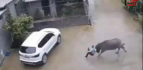 عکس گاو وحشی فیلم