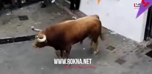 عکس گاو وحشی فیلم
