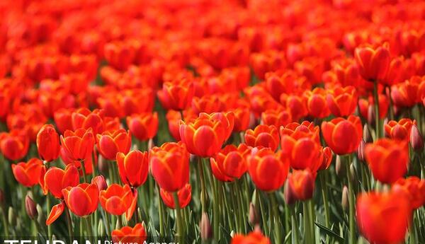 عکس گل گل های لاله