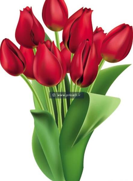عکس گل گل های لاله
