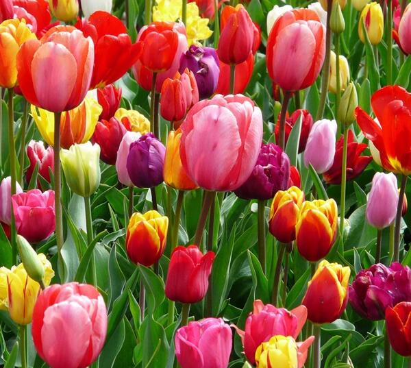 عکس گل گل های لاله