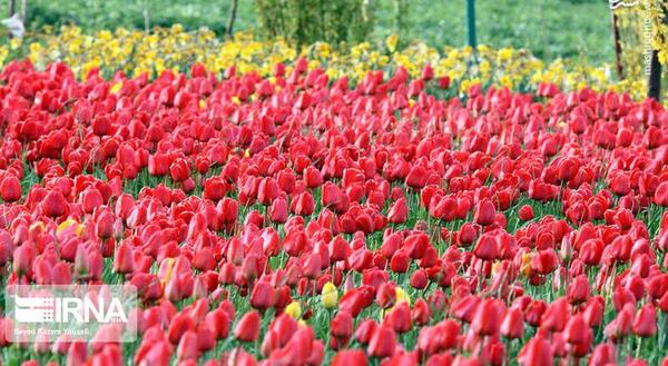 عکس گل گل های لاله