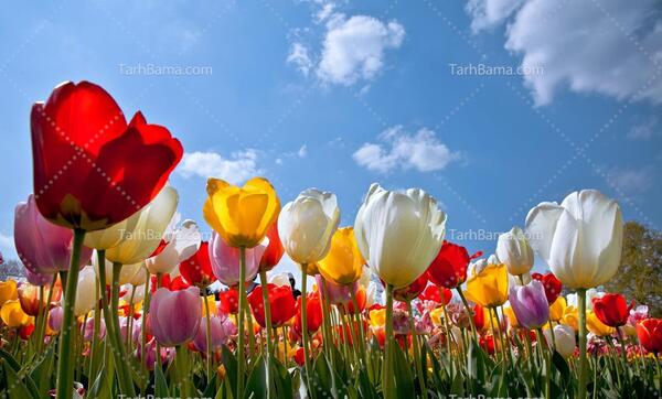 عکس گل گل های لاله