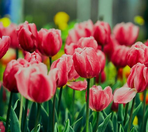 عکس گل گل های لاله