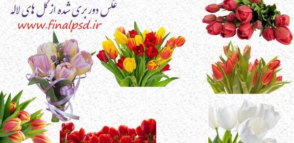 عکس های گل لاله قرمز