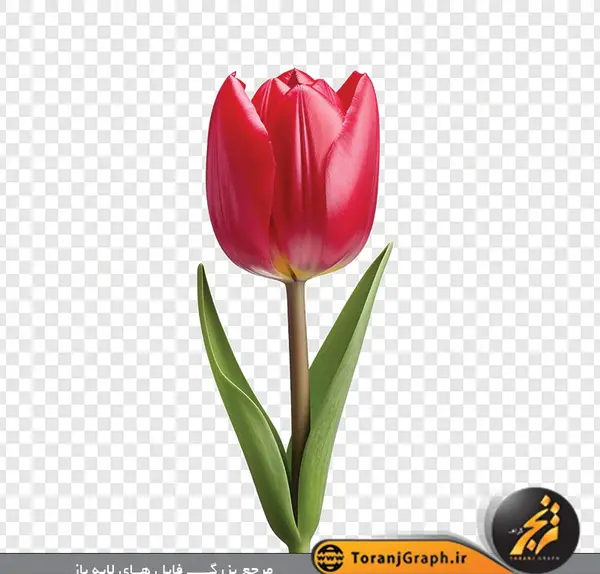 عکس های گل لاله قرمز