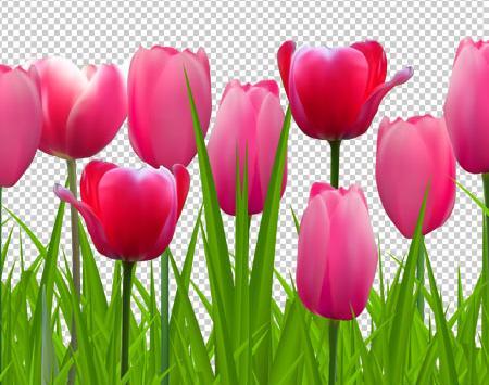 عکس های گل لاله قرمز