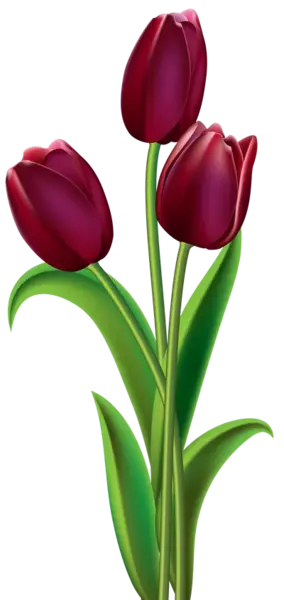 عکس های گل لاله قرمز