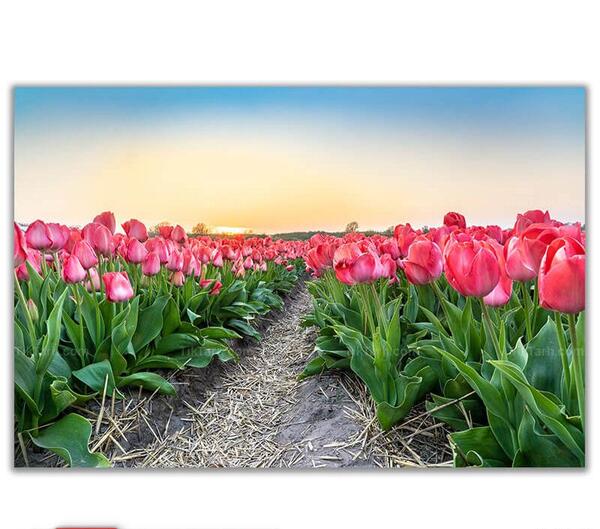 عکس از گل های لاله