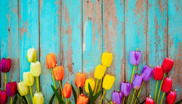 عکس از گل های لاله