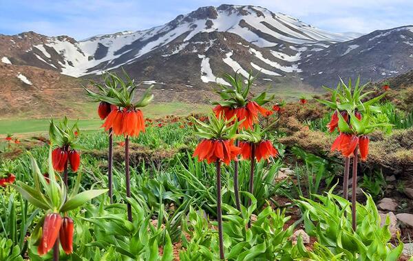 عکس از گل های لاله