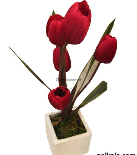 عکس از گل های لاله