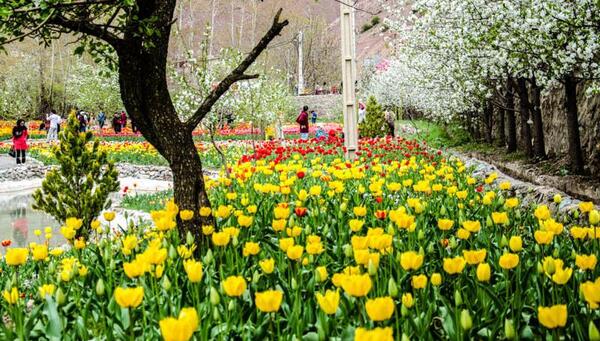 عکس از گل های لاله