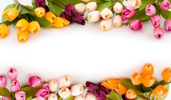 عکس گل لاله با رنگ های مختلف